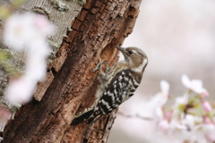 桜樹の巣作り