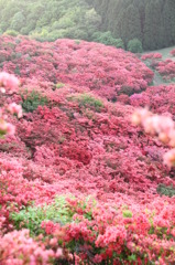 葛城山のつつじ⑨