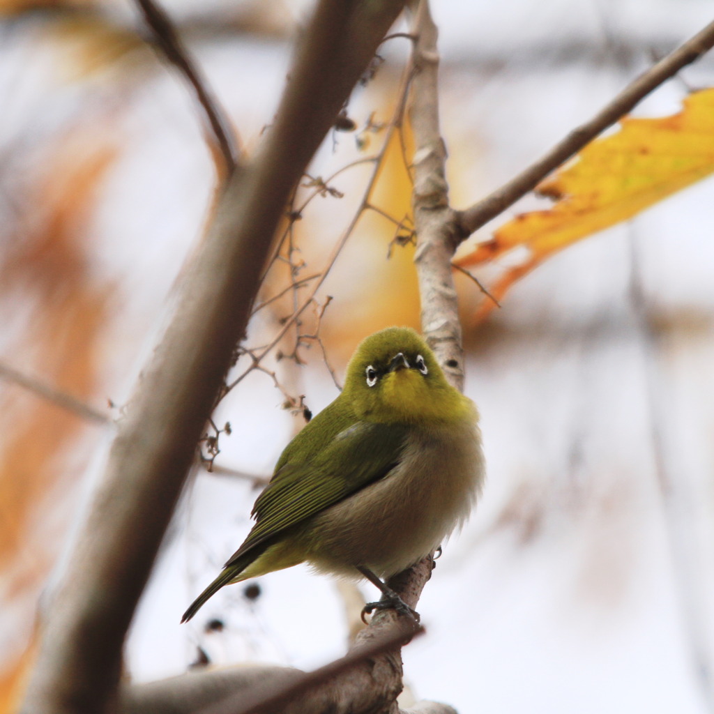 メジロのサンタさん