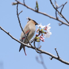 緋桜お連さん②