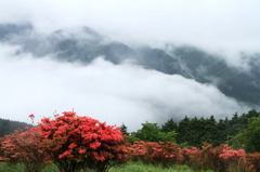 雲海のつつじ①