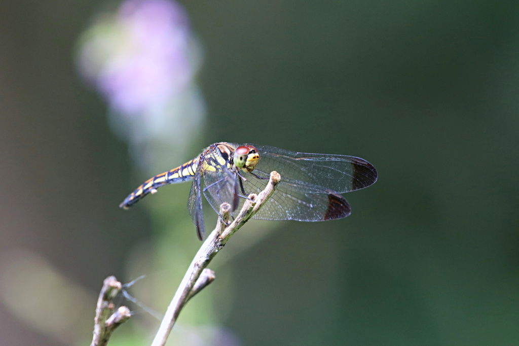 眉立アカネ♀