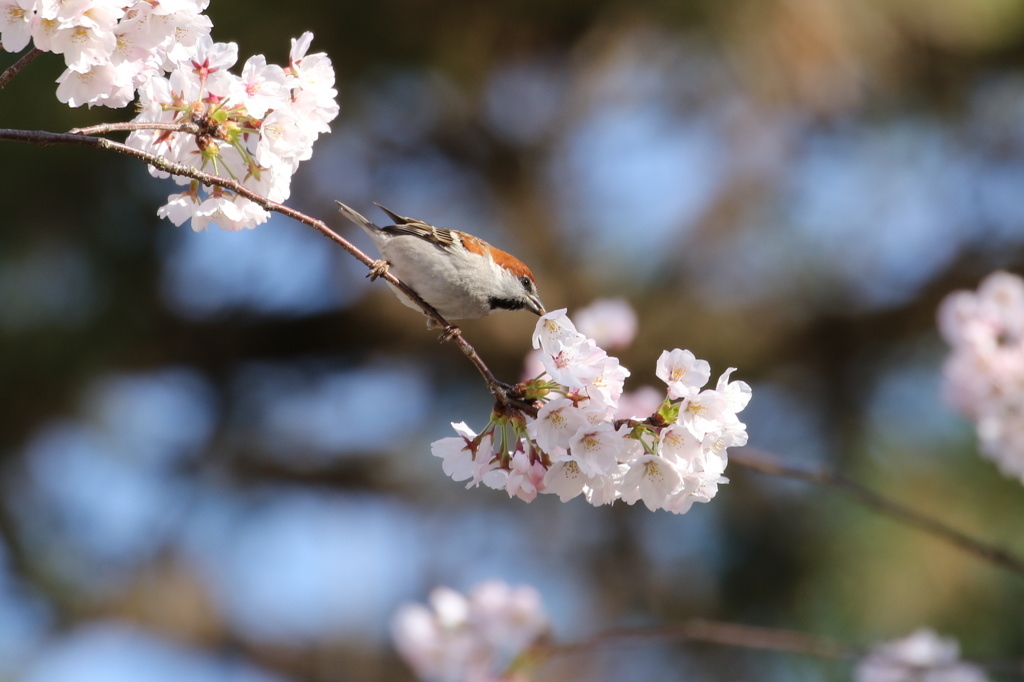 ニュウナイ雀と桜