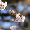 ニュウナイ雀と桜