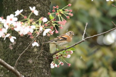 桜花の後にはアトリ②
