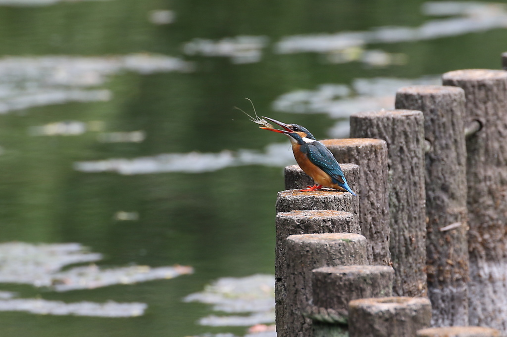 獲れ々の海老お持ち帰り