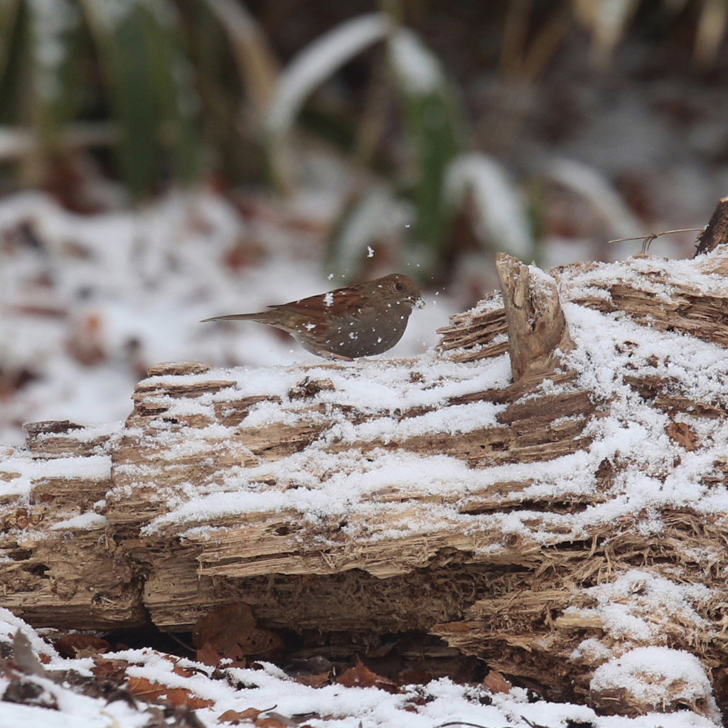カヤクグリならぬ雪潜り①