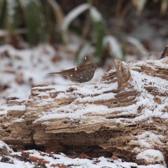 カヤクグリならぬ雪潜り①