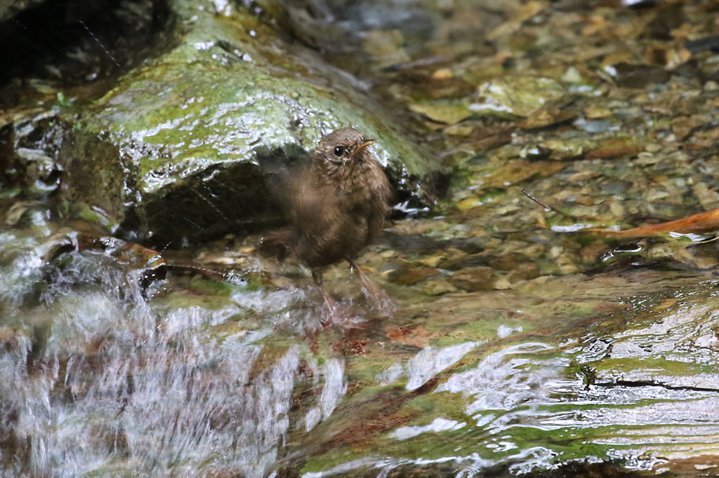 ミソサザイの禊ぎ②