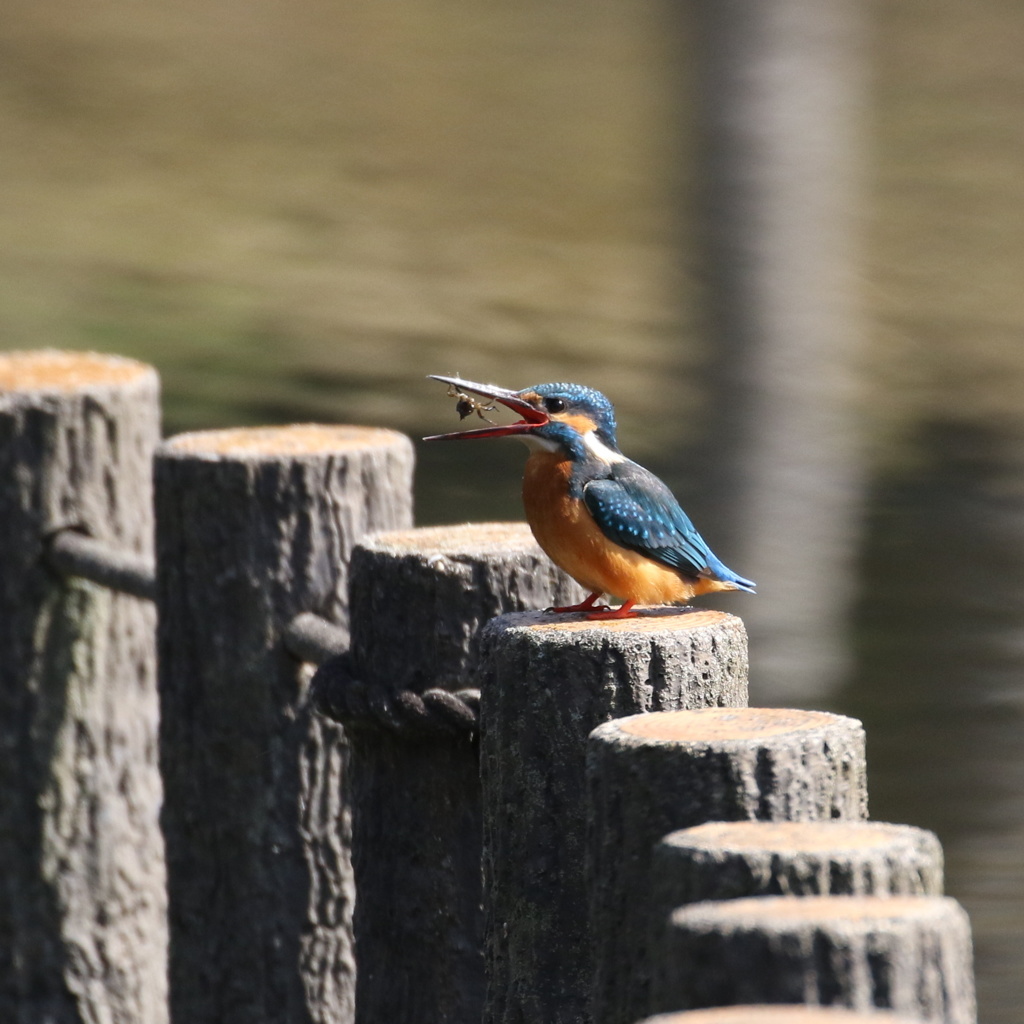 喉がヒリヒリするよ！