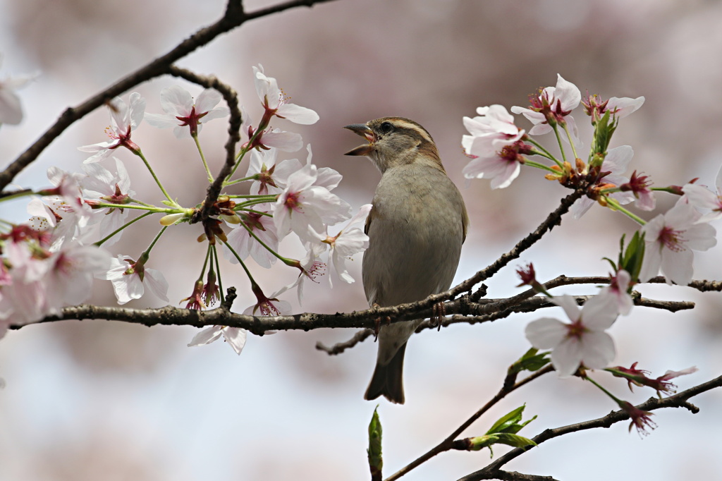 ニュウナイ雀の舌