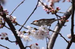 ニュウナイ桜①