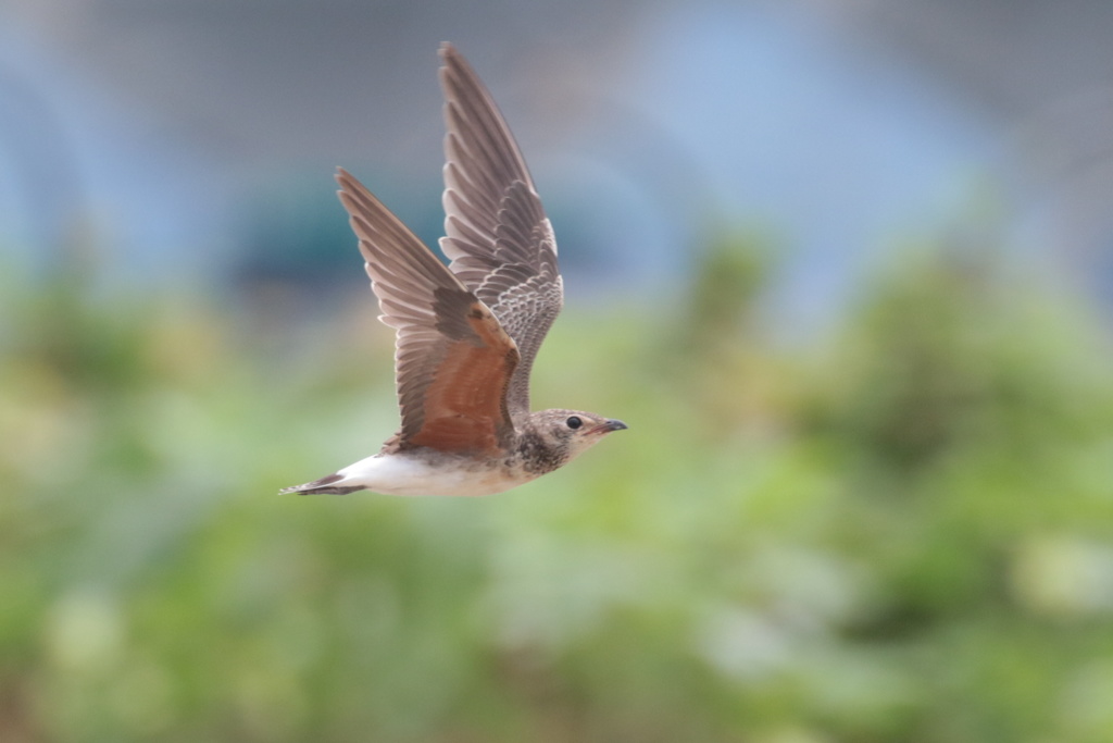 若きツバメチドリの飛翔