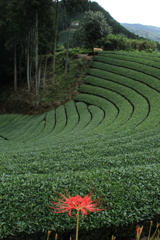 茶畑と彼岸花