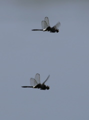 コシアキトンボの同期飛行