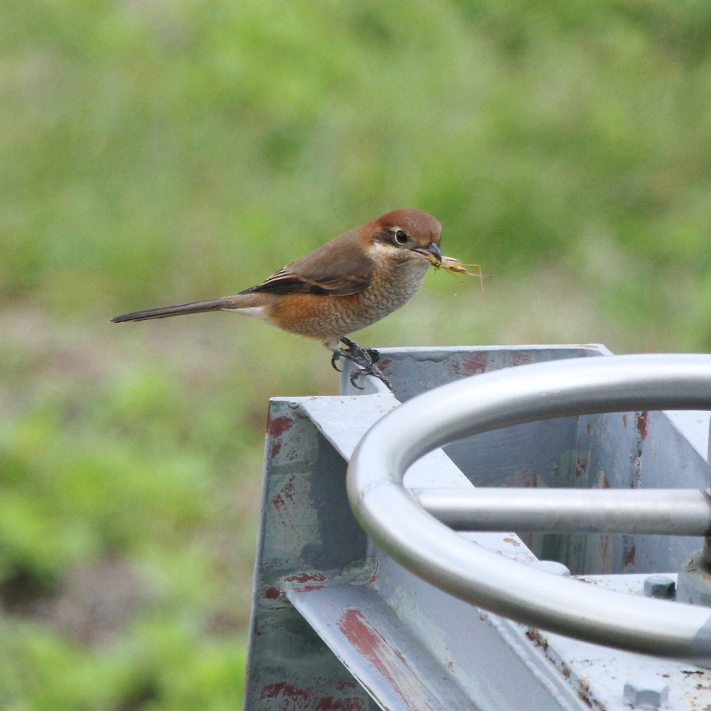 お持ち帰りはエビフライ？？