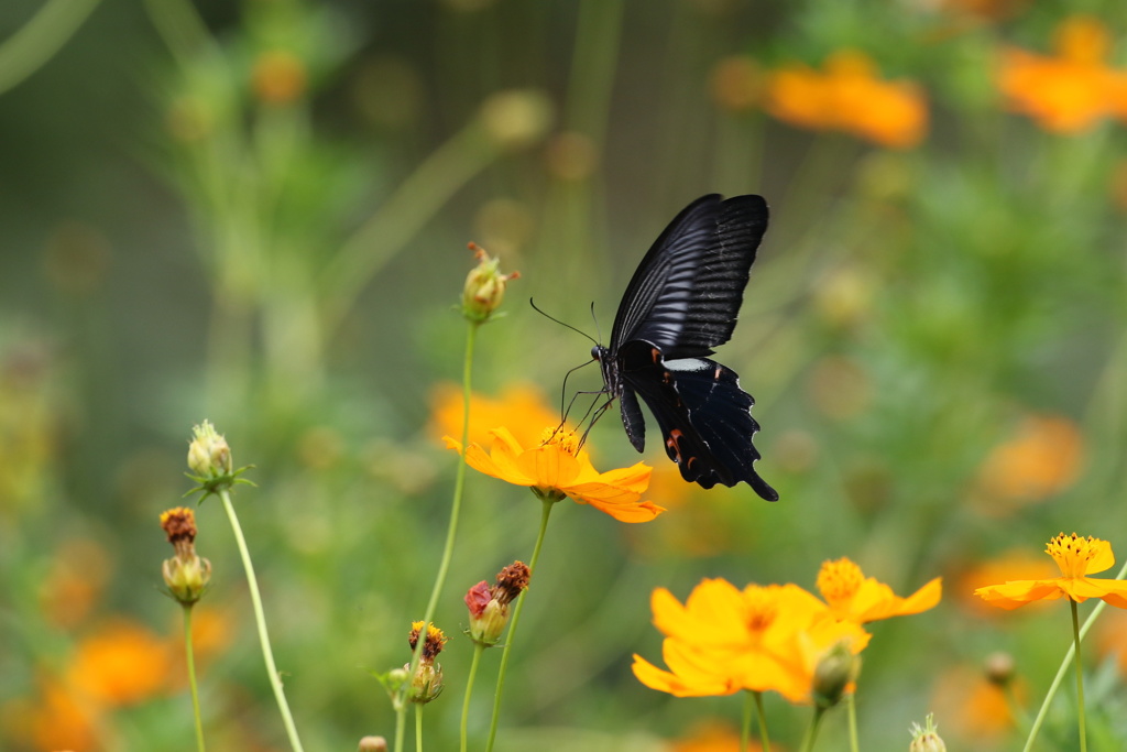 黄花コスモスに黒アゲハ