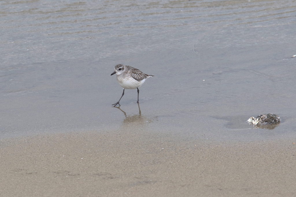 冬の浜辺の大膳②