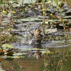 タシギの水浴び