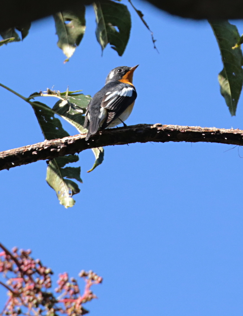 ムギマキ雄成鳥～記録写真～