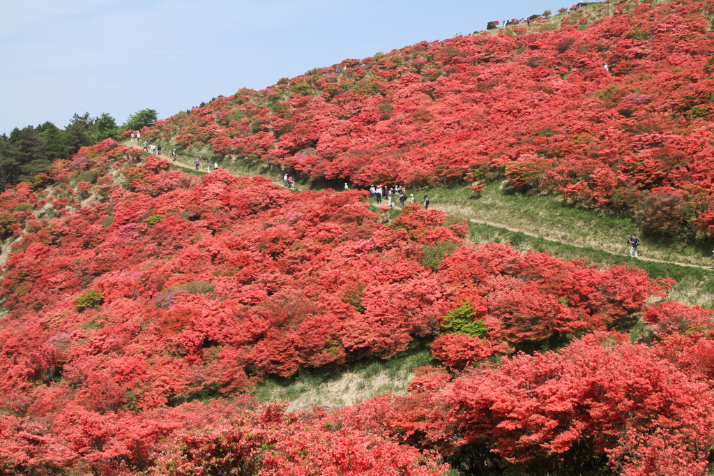 葛城山のつつじ⑧