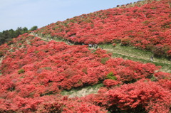 葛城山のつつじ⑧