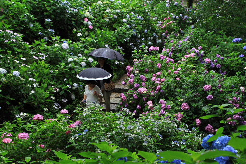 雨の矢田寺