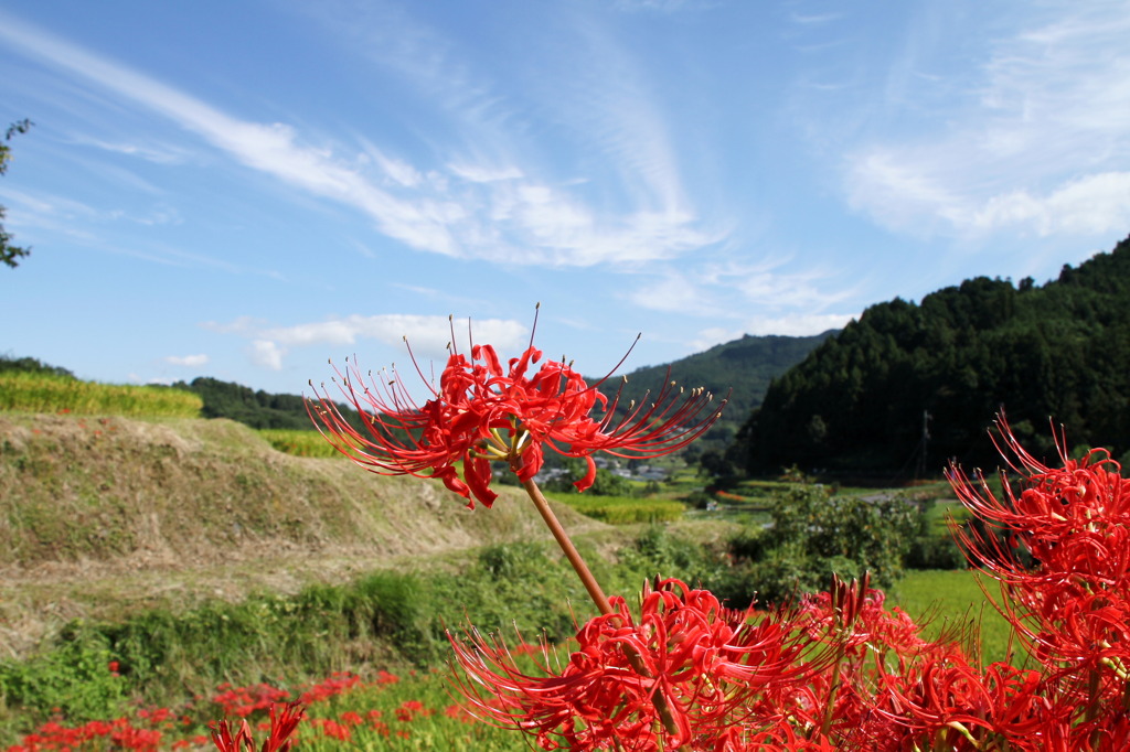 秋晴れ彼岸✿