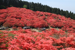 葛城山のつつじ⑩