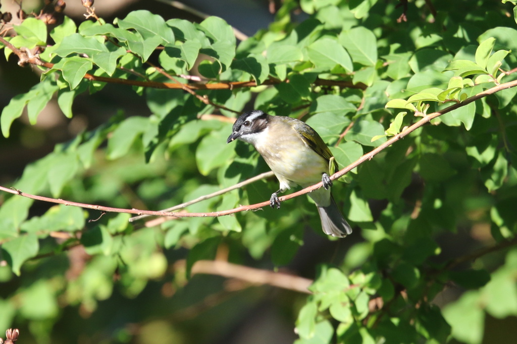 僕は益鳥だよ