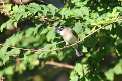 僕は益鳥だよ