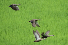 田圃の緑が綺麗です