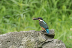 若カワセミの獲物①