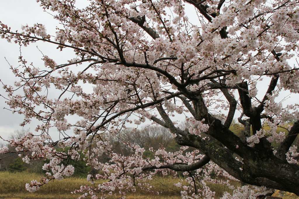 我が家の桜も見頃