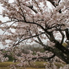 我が家の桜も見頃