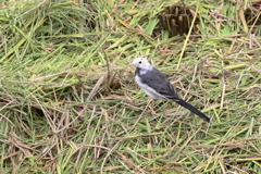 家窓の珍鳥～ホオジロハクセキレイ？～