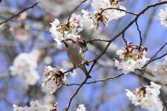 ニュウナイ桜②