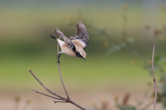 サバクヒタキの飛出し