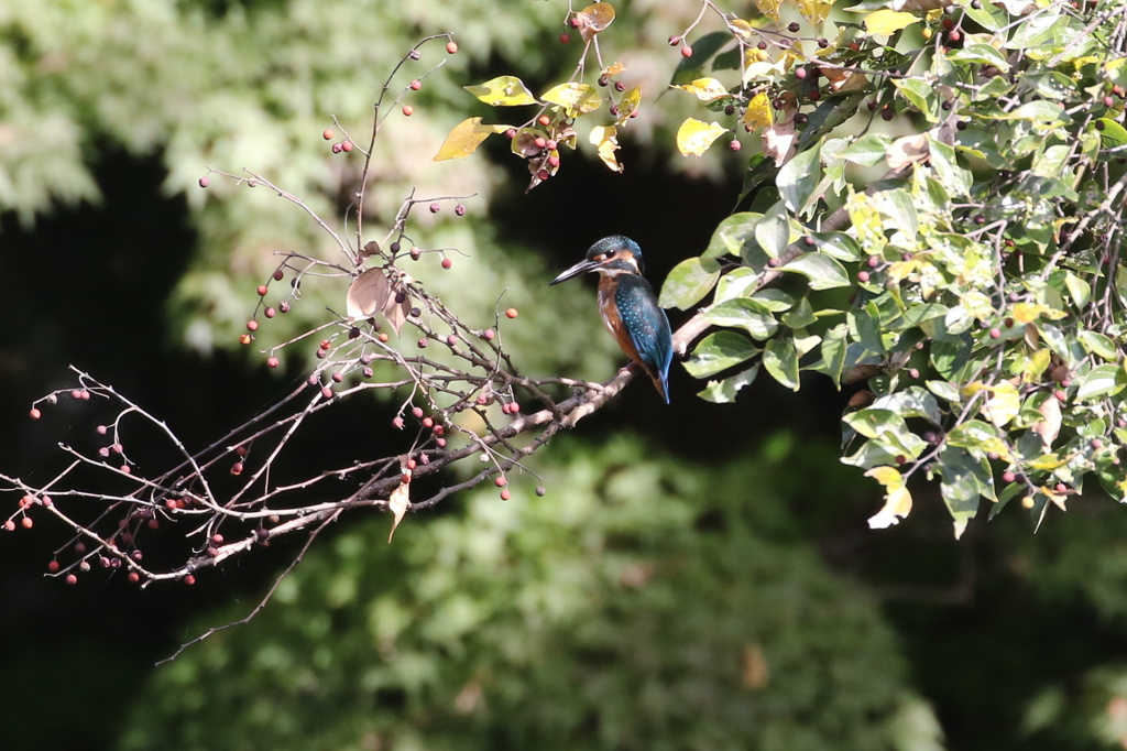 カワちゃんと木の実