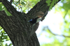 サンコウチョウ⑤　飛行姿