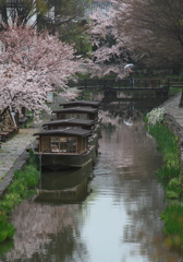 八幡堀の桜①