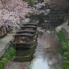 八幡堀の桜①