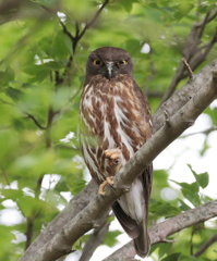 アオバズクの拳