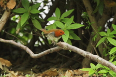 独楽鳥さん②