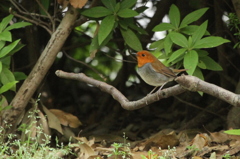 独楽鳥さん①