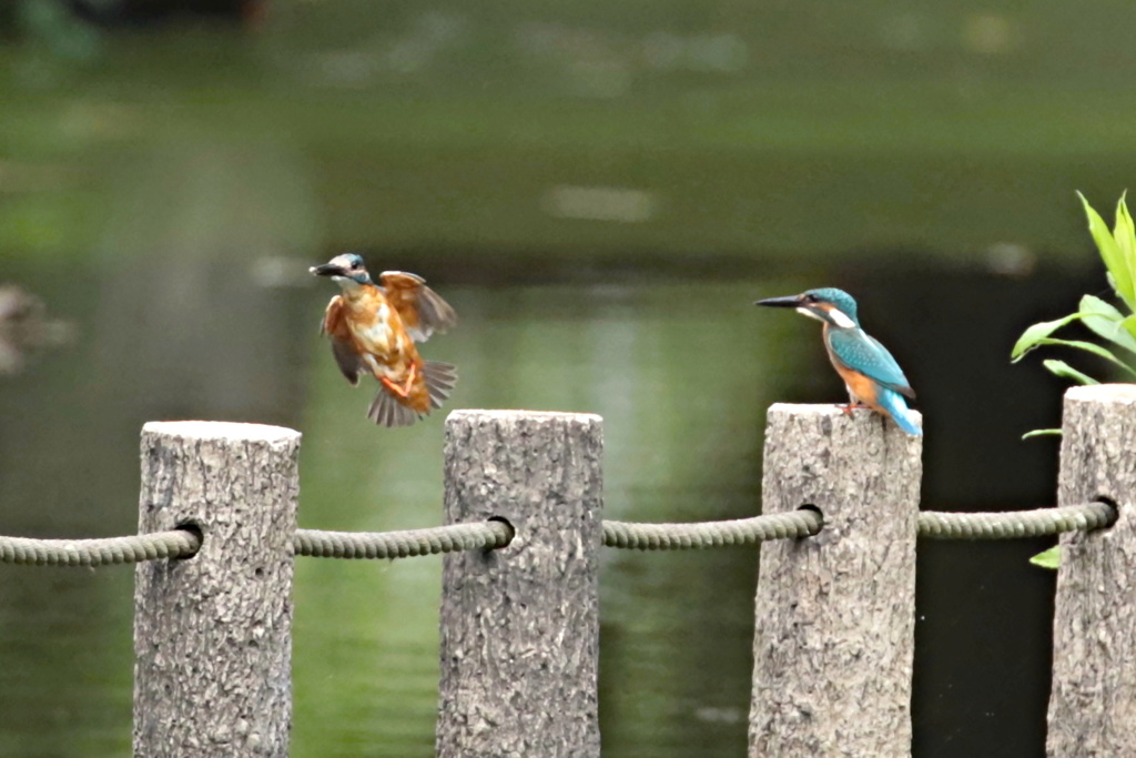 カワセミ兄弟～お前大丈夫か～