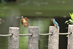 カワセミ兄弟～お前大丈夫か～