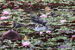 睡蓮池の格闘