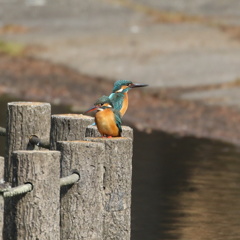 しょんぼりカワ子