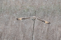 雪が邪魔だよ